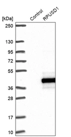 Western blot analysis in control (vector only transfected HEK293T lysate) and RPUSD1 over-expression lysate (Co-expressed with a C-terminal myc-DDK tag (~3.1 kDa) in mammalian HEK293T cells, LY409228).