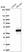 Anti-RPUSD1 Antibody