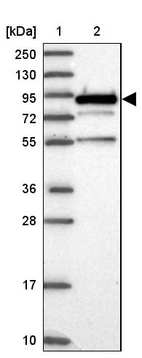 Lane 1: Marker [kDa] 250, 130, 95, 72, 55, 36, 28, 17, 10_br/_Lane 2: Human cell line RT-4