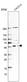Anti-ZSWIM1 Antibody