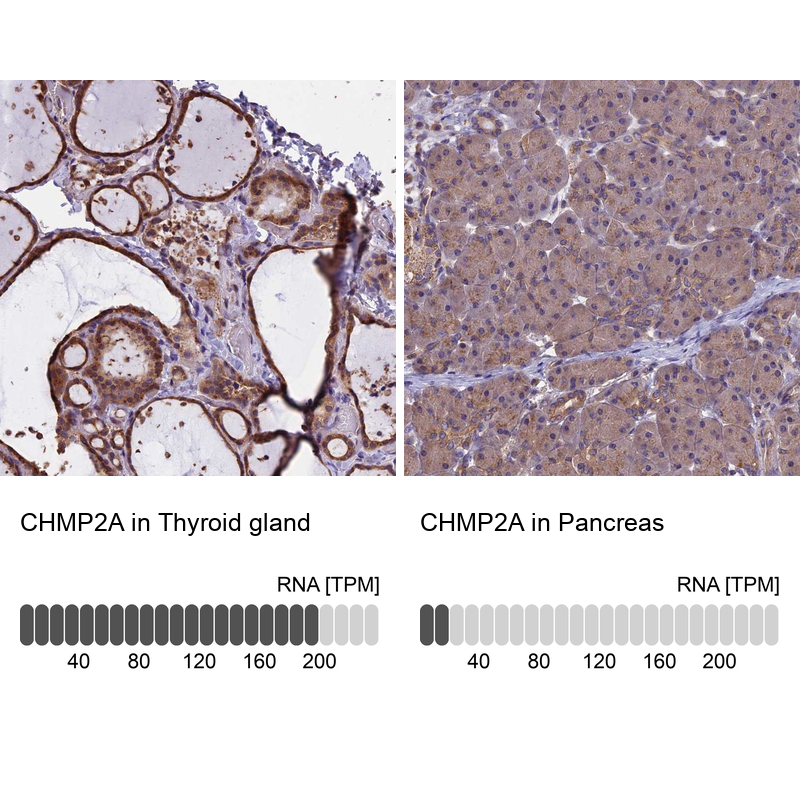 Anti-CHMP2A Antibody