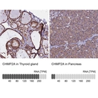 Anti-CHMP2A Antibody