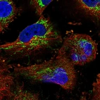 Immunofluorescent staining of human cell line U-251 MG shows localization to mitochondria.