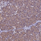 Immunohistochemical staining of human pancreas shows low expression as expected.