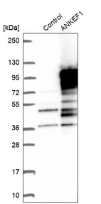 Western blot analysis in control (vector only transfected HEK293T lysate) and ANKEF1 over-expression lysate (Co-expressed with a C-terminal myc-DDK tag (~3.1 kDa) in mammalian HEK293T cells, LY404795).