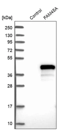 Anti-FAM45A Antibody