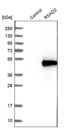 Western blot analysis in control (vector only transfected HEK293T lysate) and RSAD2 over-expression lysate (Co-expressed with a C-terminal myc-DDK tag (~3.1 kDa) in mammalian HEK293T cells, LY403324).