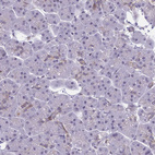 Immunohistochemical staining of human pancreas shows no positivity in exocrine glandular cells as expected.