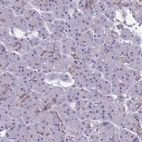 Immunohistochemical staining of human pancreas shows no positivity in exocrine glandular cells as expected.