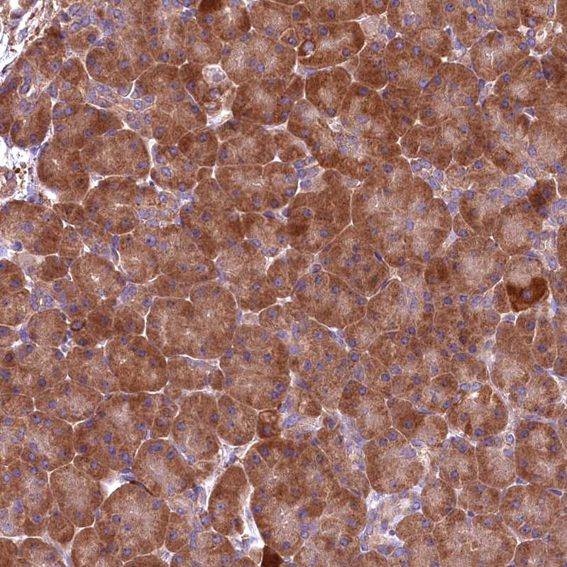 Anti-ENKD1 Antibody