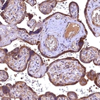 Immunohistochemical staining of human placenta shows strong cytoplasmic positivity in trophoblastic cells.