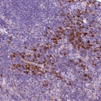 Immunohistochemical staining of human tonsil shows strong cytoplasmic positivity in non-germinal center cells.