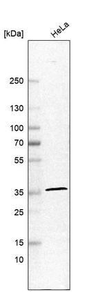 Western blot analysis in human cell line HeLa.