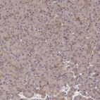 Immunohistochemical staining of human pancreas shows low expression as expected.