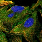 Immunofluorescent staining of human cell line U-2 OS shows localization to plasma membrane, cytosol & microtubules.