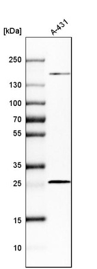 Western blot analysis in human cell line A-431.