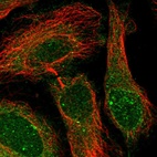 Immunofluorescent staining of human cell line HeLa shows localization to nuclear bodies, nuclear membrane & cytosol.