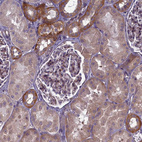 Immunohistochemical staining of human kidney shows weak to moderate cytoplasmic positivity in cells in tubules.