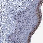 Anti-C16orf87 Antibody