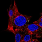 Immunofluorescent staining of human cell line Hep G2 shows localization to vesicles.