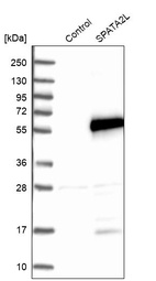 Western blot analysis in control (vector only transfected HEK293T lysate) and SPATA2L over-expression lysate (Co-expressed with a C-terminal myc-DDK tag (~3.1 kDa) in mammalian HEK293T cells, LY407590).