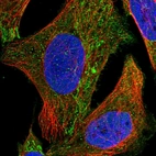 Immunofluorescent staining of human cell line U-2 OS shows localization to nucleoplasm, plasma membrane & mitochondria.