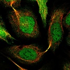 Immunofluorescent staining of human cell line U-2 OS shows localization to nucleoplasm, cytosol & cytokinetic bridge.