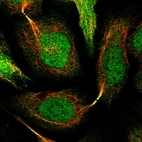 Immunofluorescent staining of human cell line U-2 OS shows localization to nucleoplasm, cytosol & cytokinetic bridge.
