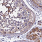 Immunohistochemical staining of human testis using Anti-AMDHD2 antibody HPA041184.