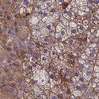Immunohistochemical staining of human adrenal gland using Anti-AMDHD2 antibody HPA041184.