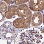 Immunohistochemical staining of human kidney using Anti-AMDHD2 antibody HPA041184.