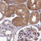Immunohistochemical staining of human kidney using Anti-AMDHD2 antibody HPA041184.
