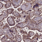Anti-MYCBP Antibody
