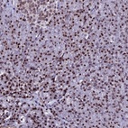 Anti-H2AFX Antibody