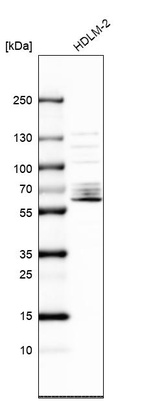 Anti-SPATA13 Antibody
