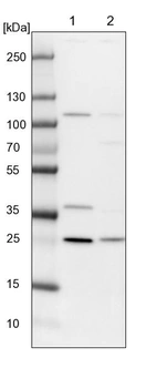 Lane 1: NIH-3T3 cell lysate (Mouse embryonic fibroblast cells)_br/_Lane 2: NBT-II cell lysate (Rat Wistar bladder tumour cells)