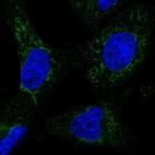 Immunofluorescent staining of human cell line U-251 MG shows positivity in mitochondria.