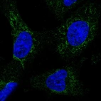 Immunofluorescent staining of human cell line U-251 MG shows positivity in mitochondria.