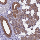 Immunohistochemical staining of human salivary gland shows strong membranous positivity in glandular cells and intercalated disc.