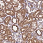 Immunohistochemical staining of human kidney shows strong membranous/cytoplasmic-membranous positivity in cells in tubules.