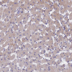 Anti-STUB1 Antibody