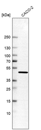 Western blot analysis in human cell line CACO-2.