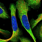 Immunofluorescent staining of human cell line U-2 OS shows localization to cytosol & mitochondria.