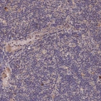 Immunohistochemical staining of human lymph node shows very weak positivity in non-germinal center cells as expected.