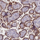 Immunohistochemical staining of human placenta shows strong cytoplasmic positivity in trophoblastic cells.