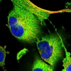 Immunofluorescent staining of human cell line U-251 MG shows localization to cytosol.