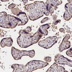 Immunohistochemical staining of human placenta shows moderate cytoplasmic positivity in trophoblastic cells.
