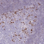 Immunohistochemical staining of human tonsil shows high expression.