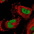 Immunofluorescent staining of human cell line U-251 MG shows localization to nucleoplasm.