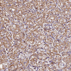 Anti-ACTB Antibody